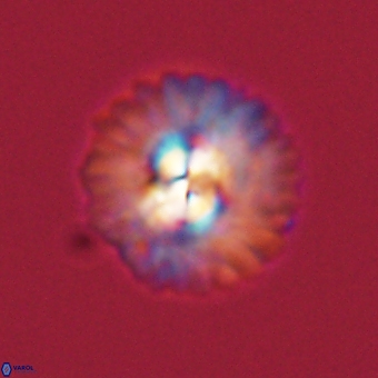 Mulleria karacuhae 70164