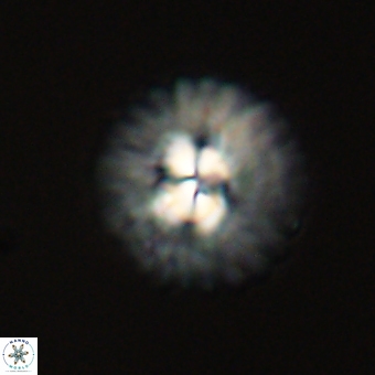 Mulleria karacuhae 70165