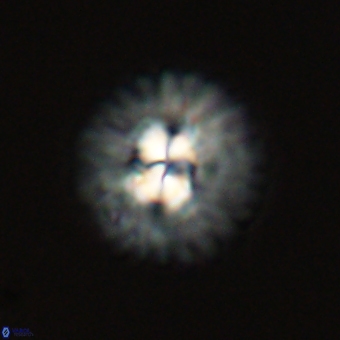 Mulleria karacuhae 70166