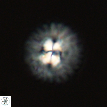 Mulleria karacuhae 70166