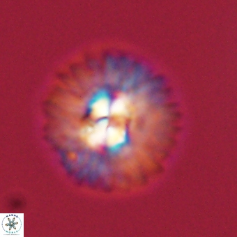 Mulleria karacuhae 70167