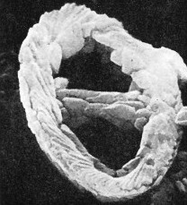 Zygodiscus cearae 25502