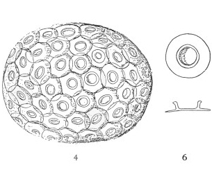 Neosphaera coccolithomorpha VR 03921