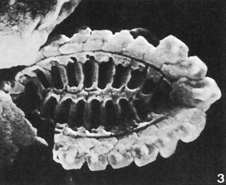 N elegans
