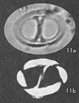 Neochiastozygus junctus 25011