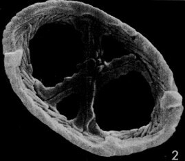 Neochiastozygus perfectus 25606