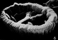 Davidhakania saepes VR 844