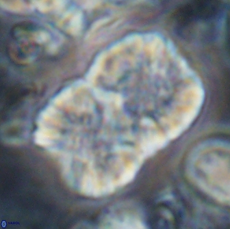 Nannoconus multicadus 15401