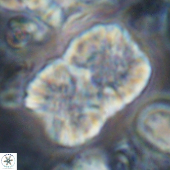 Nannoconus multicadus 15401