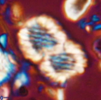 Nannoconus multicadus 15386
