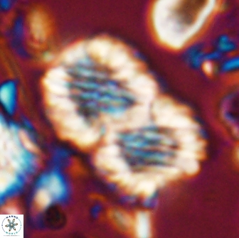 Nannoconus multicadus 15386