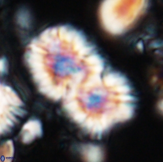Nannoconus multicadus 15388