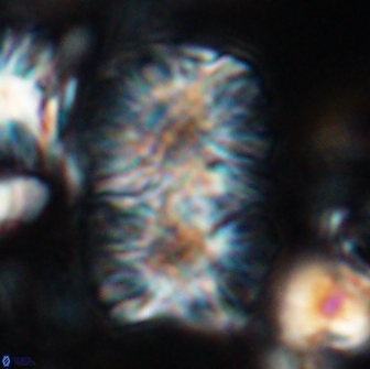 Nannoconus multicadus 15389