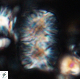 Nannoconus multicadus 15389