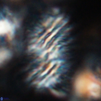 Nannoconus multicadus 15392