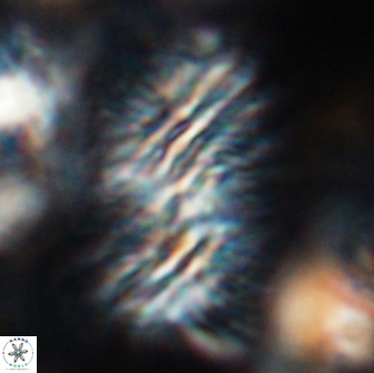 Nannoconus multicadus 15392