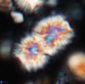 Nannoconus multicadus 15393