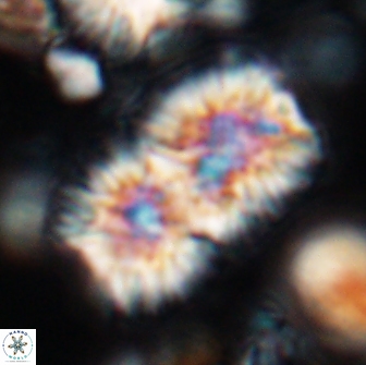 Nannoconus multicadus 15393
