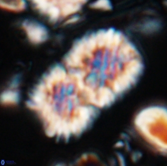 Nannoconus multicadus 15396