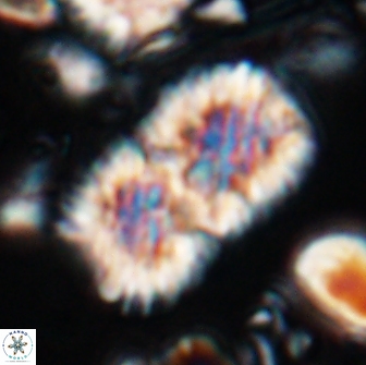 Nannoconus multicadus 15396