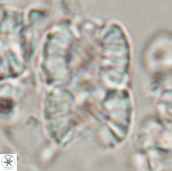Nannoconus multicadus 15397