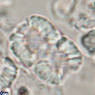 Nannoconus multicadus 15398