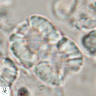 Nannoconus multicadus 15398