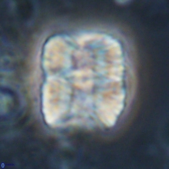Nannoconus multicadus 17213