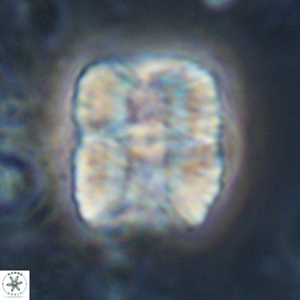 Nannoconus multicadus 17213