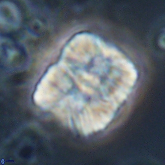 Nannoconus multicadus 17214
