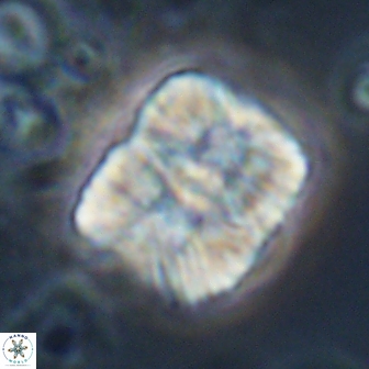 Nannoconus multicadus 17214