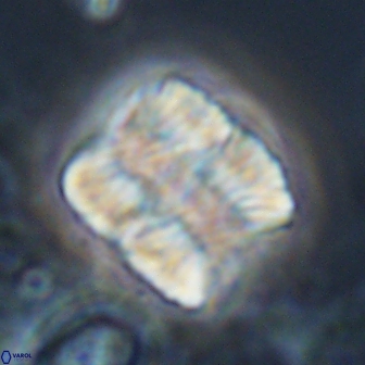 Nannoconus multicadus 17215