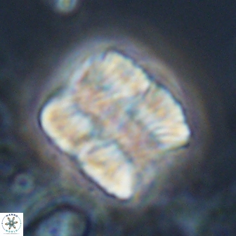 Nannoconus multicadus 17215