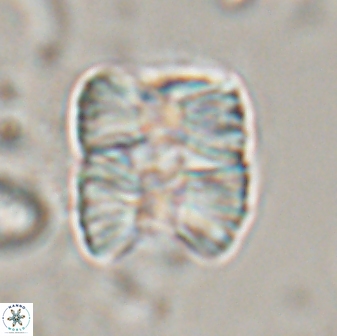 Nannoconus multicadus 17216