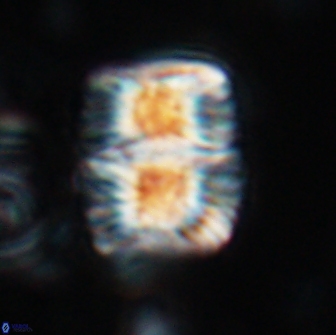 Nannoconus multicadus 17217
