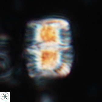 Nannoconus multicadus 17217
