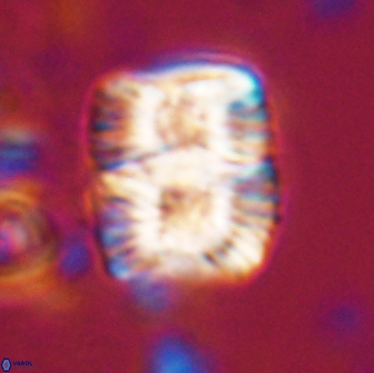 Nannoconus multicadus 17218