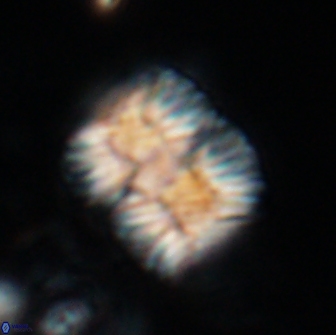 Nannoconus multicadus 17219
