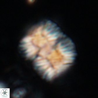 Nannoconus multicadus 17219