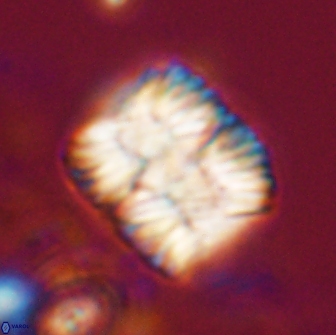 Nannoconus multicadus 17220