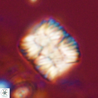 Nannoconus multicadus 17220