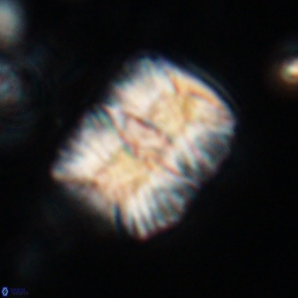 Nannoconus multicadus 17222