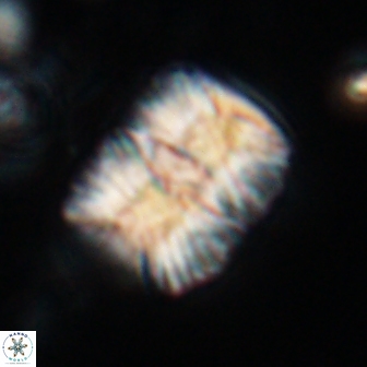 Nannoconus multicadus 17222