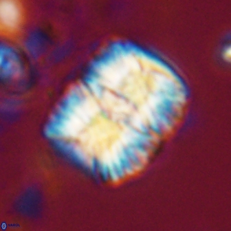Nannoconus multicadus 17223