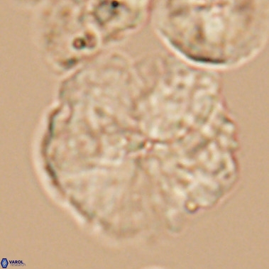 Nannoconus magnadiscus 11474