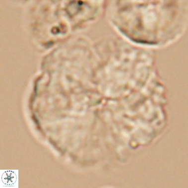 Nannoconus magnadiscus 11474