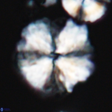 Nannoconus magnadiscus 11472