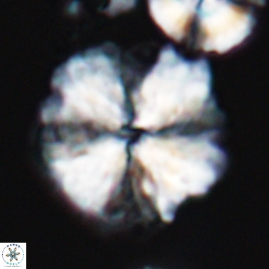 Nannoconus magnadiscus 11472