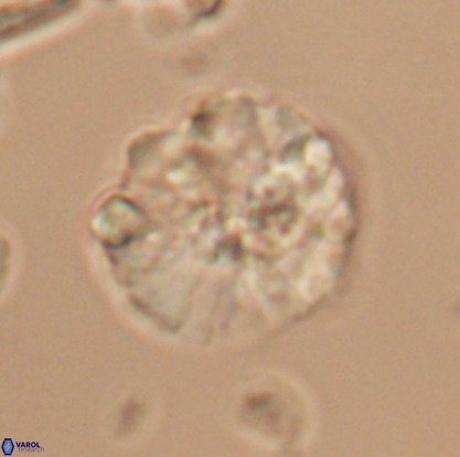 Nannoconus magnadiscus 26247