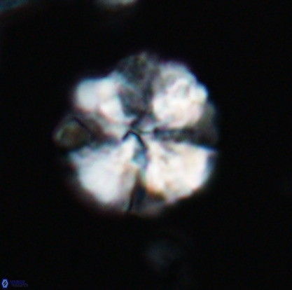 Nannoconus magnadiscus 26247